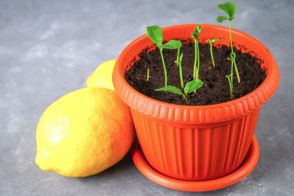 From Seed to Sunshine: Your Guide to Growing a Lemon Tree at Home!